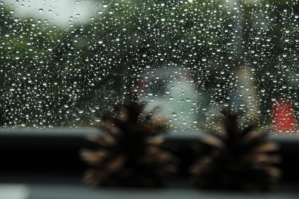 雨の日のまつぼっくり