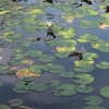 睡蓮