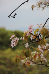 葉桜