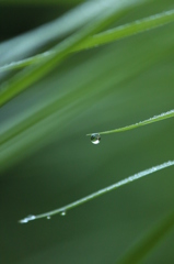 朝の雫