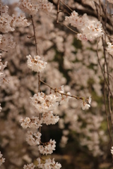 枝垂れ桜