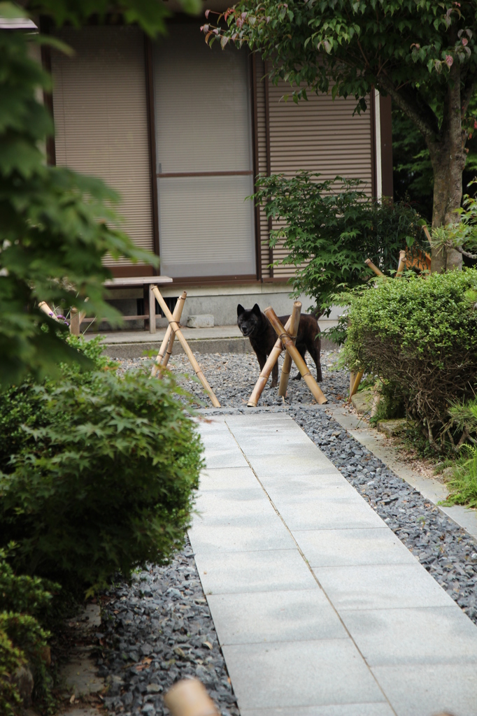 その犬