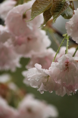 八重桜