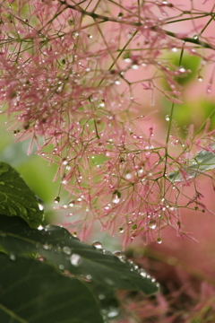 雨上がり