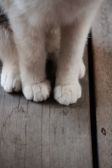 おみあし