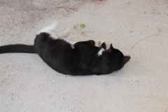 ぐだぐだ