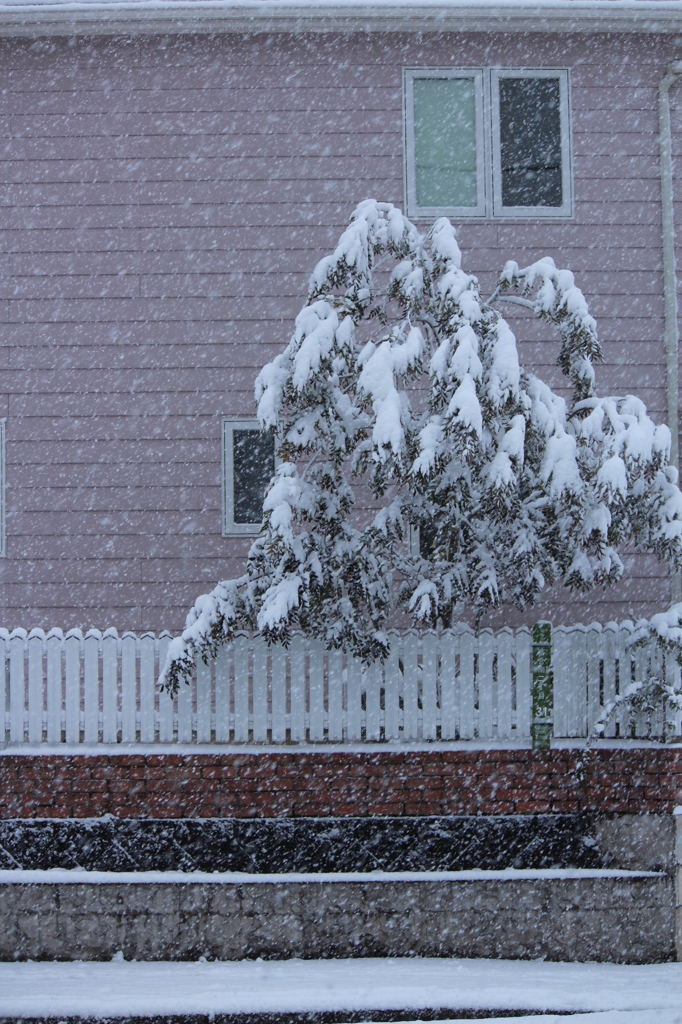 雪