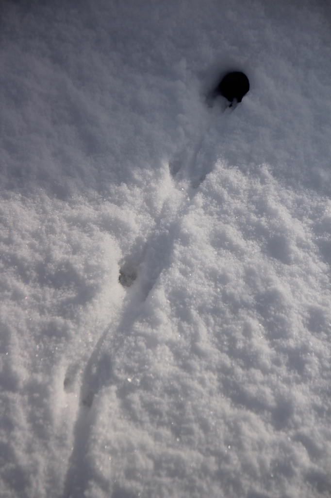 あ、だれかのす。