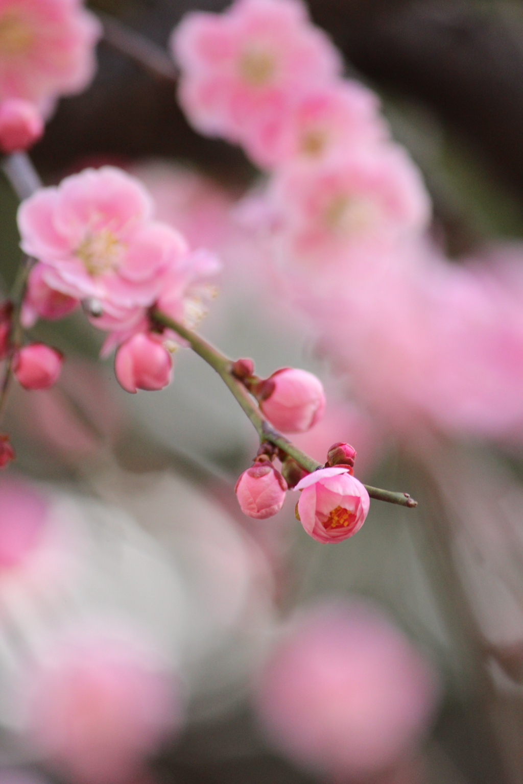 pink