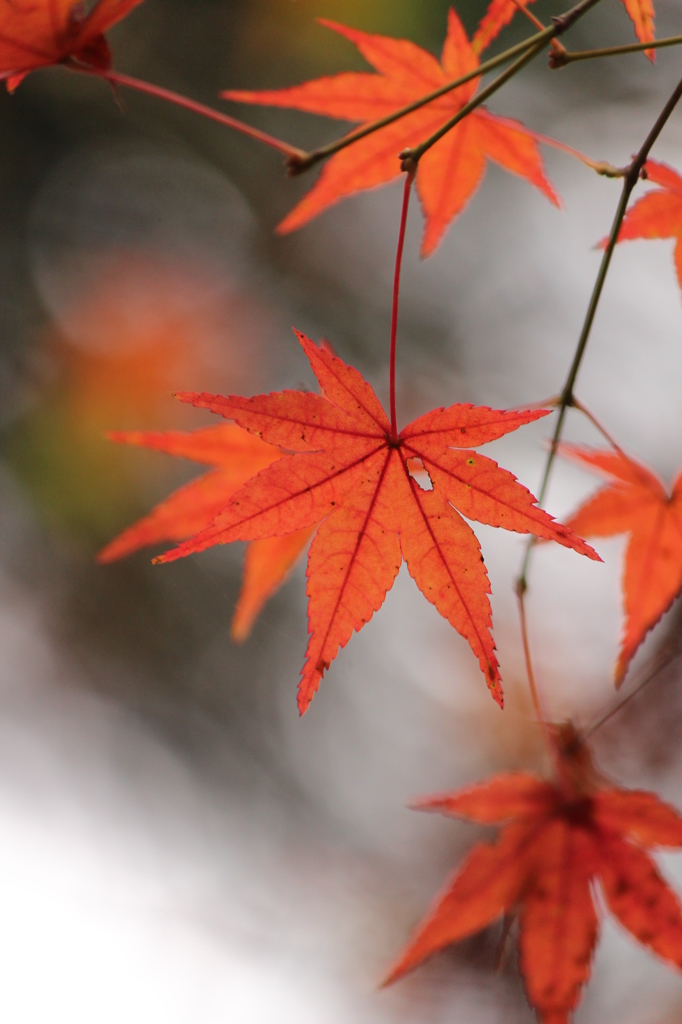 紅葉