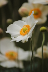 秋明菊