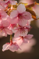 河津桜