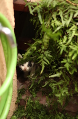 こねこ