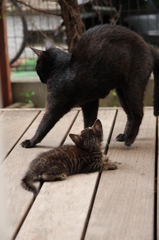 おやこ おやこ