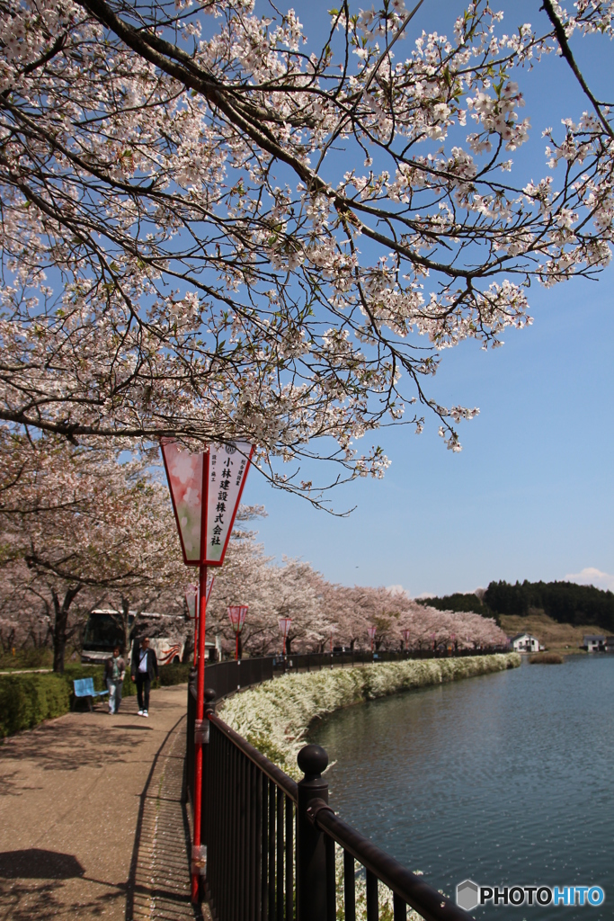 桜