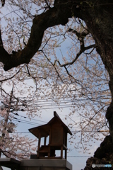 藤木の桜