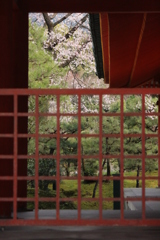 あっちにも桜