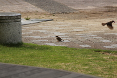 雛ちゃんがんばって。