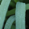 朝露