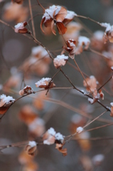 雪