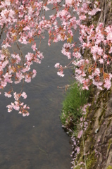 枝垂れて