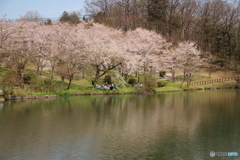 お花見