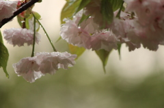 八重桜