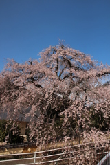 しだれ桜