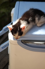 こねこ