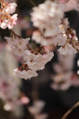 しだれ桜