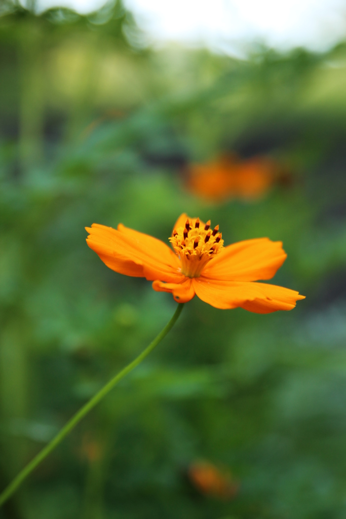 キバナコスモス