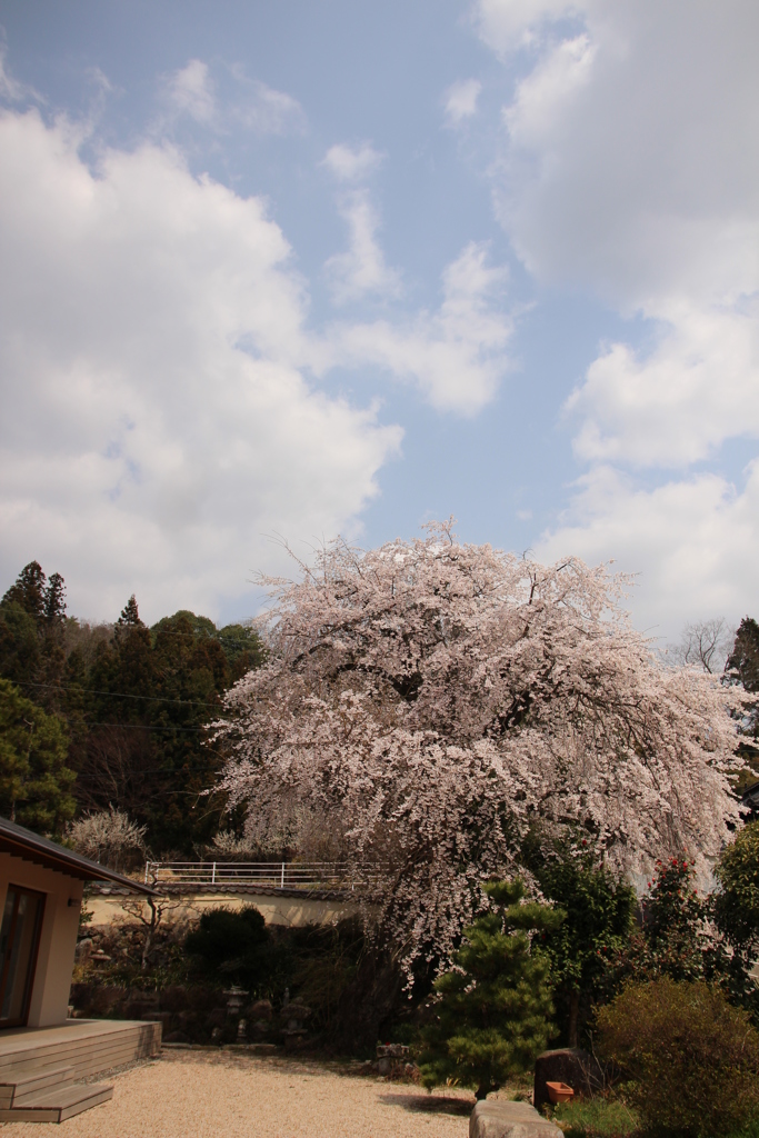 しだれ桜