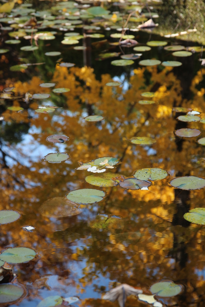 銀杏と蓮