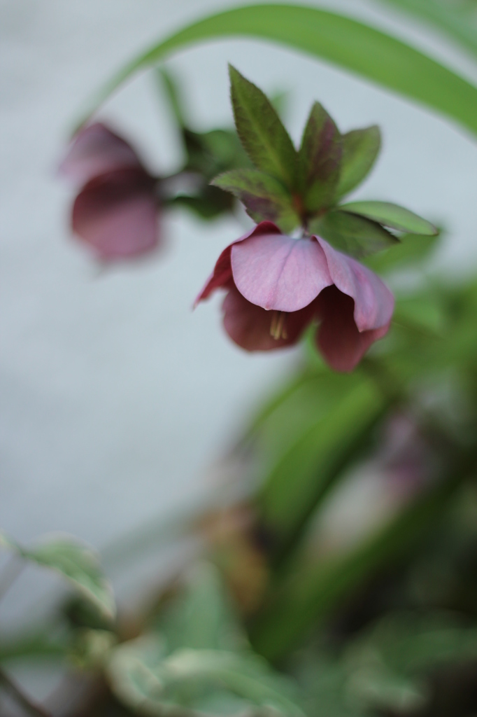 クリスマスローズ