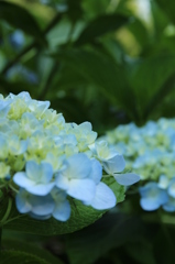 あじさい