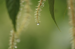 栗の花