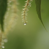栗の花