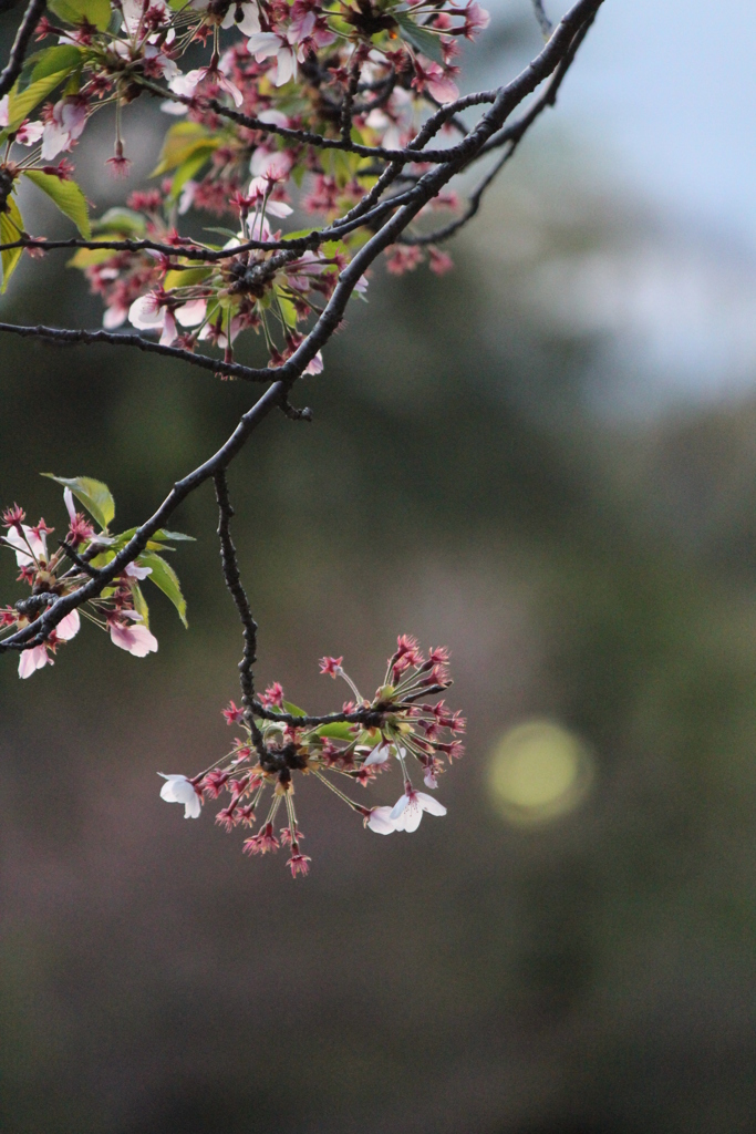 桜