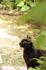 くろねこかあさん くろねこかあさん