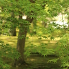 新緑＠縮景園