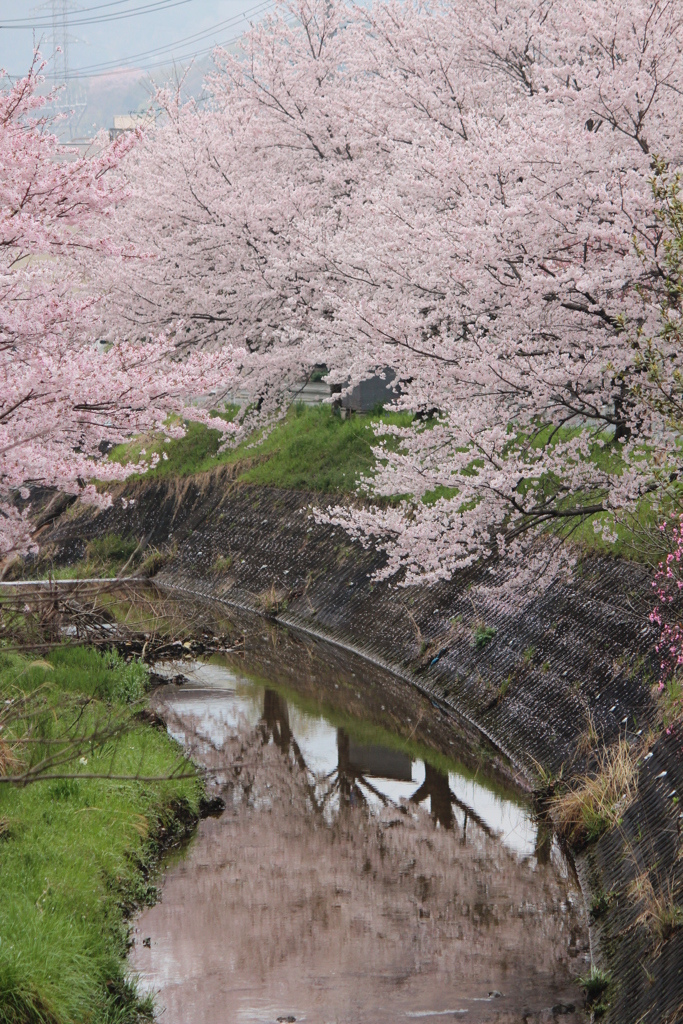 桜