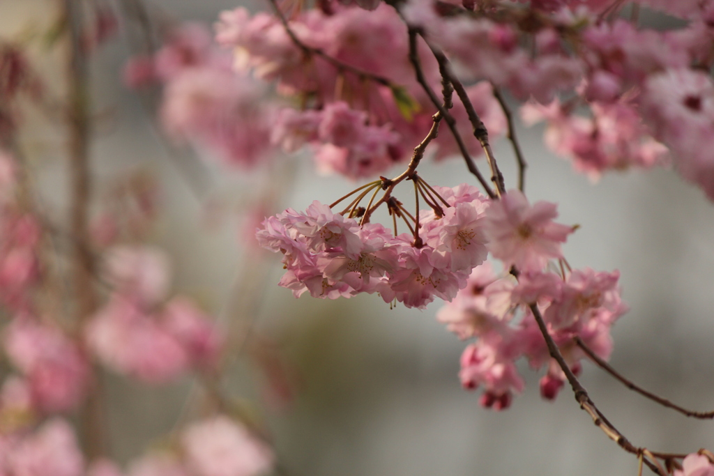 枝垂れ桜