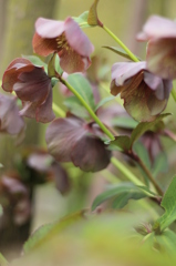 クリスマスローズ