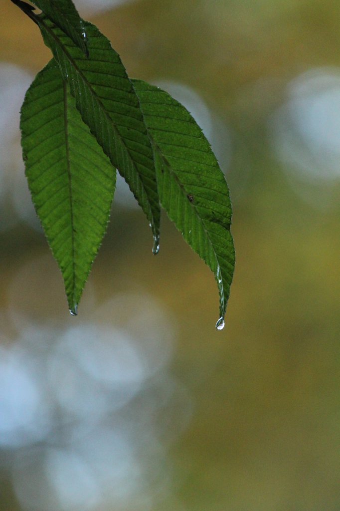 雨上がり