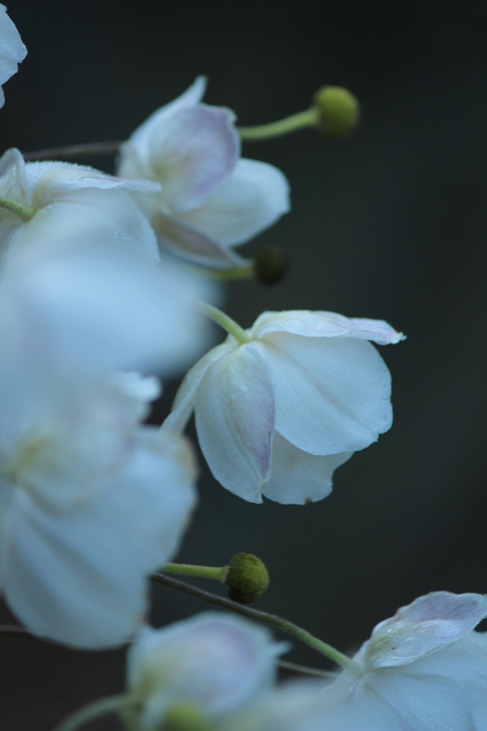 秋明菊