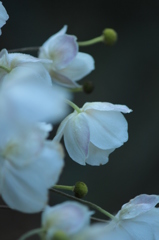 秋明菊