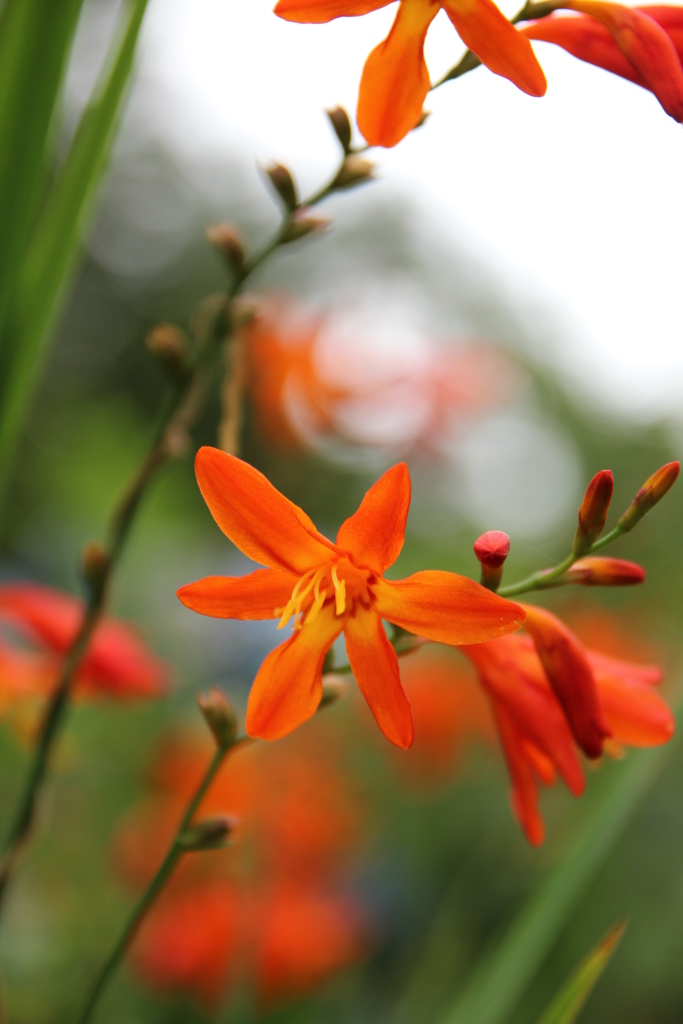 ヒメヒオウギスイセン