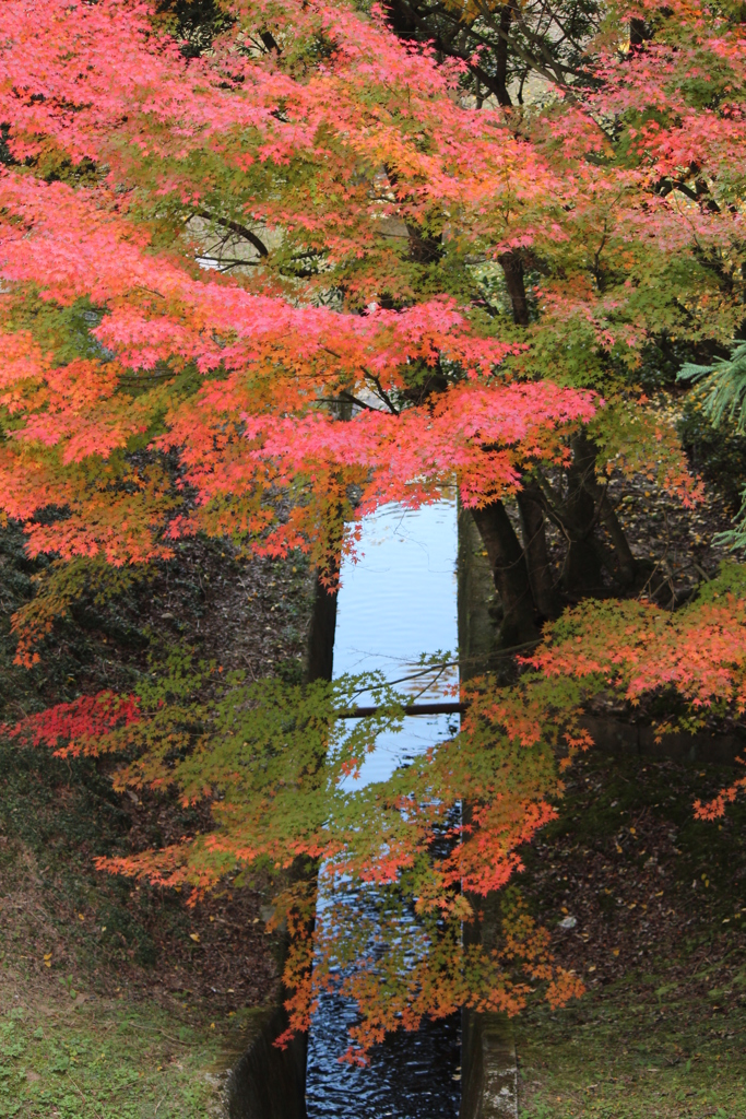 紅葉