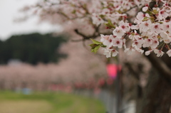 千本桜＠美波羅川