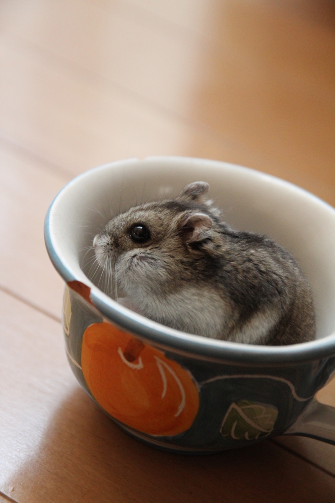はむ